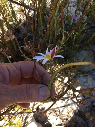 Arctotis acuminata, photographed by Caroline Voget