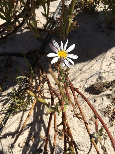 Arctotis acuminata, photographed by Caroline Voget