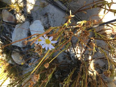 Arctotis acuminata, photographed by Caroline Voget