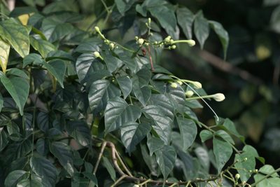Millingtonia hortensis, photographed by Ramnarayan K