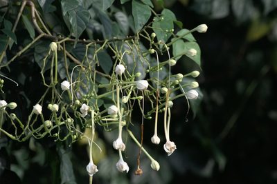 Millingtonia hortensis, photographed by Ramnarayan K