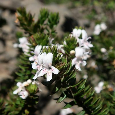 Westringia rubiifolia, photographed by Cowirrie