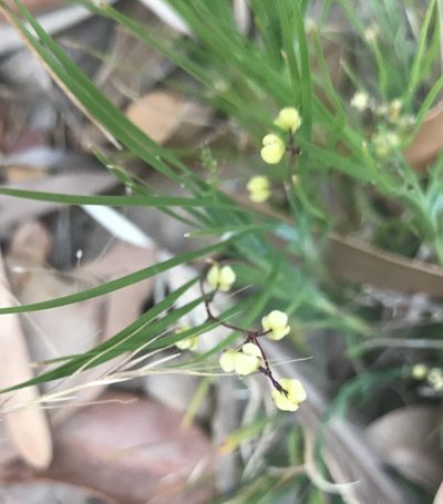Lomandra pauciflora, photographed by Ann Bentley