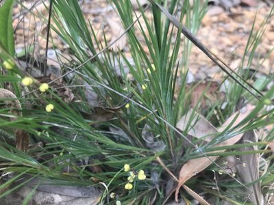 Lomandra pauciflora, photographed by Ann Bentley