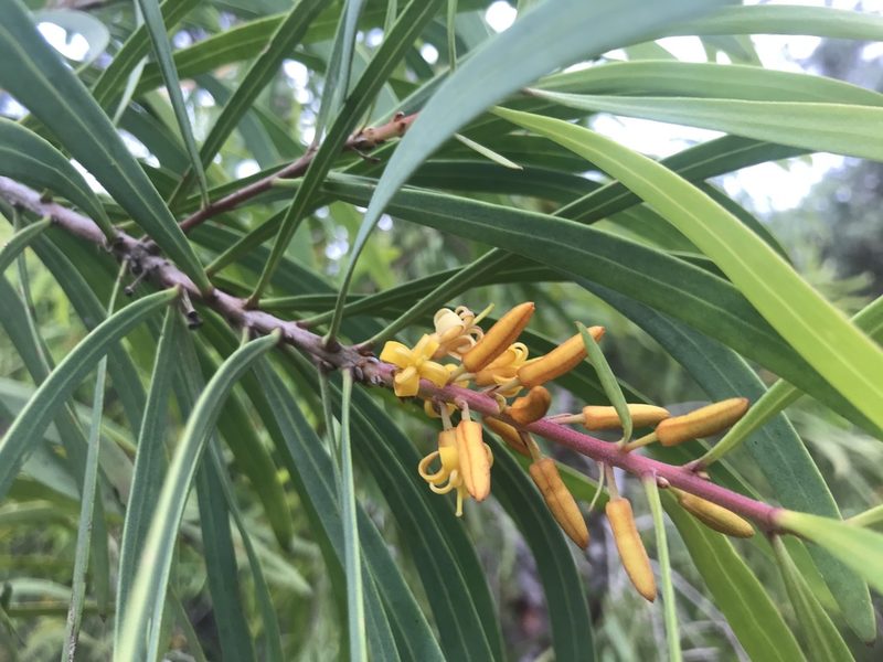 Persoonia longifolia, photographed by Ann Bentley