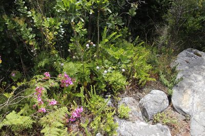 Scabiosa africana, photographed by Tony Rebelo