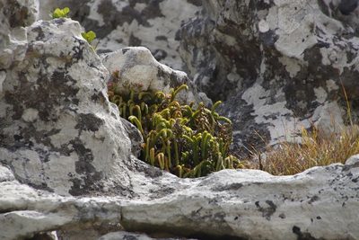 Phlegmariurus gnidioides, photographed by Tony Rebelo