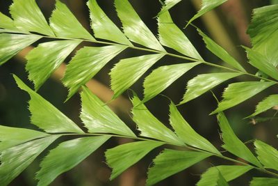 Caryota urens, photographed by Haneesh K M