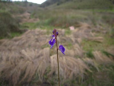 Utricularia livida, photographed by Romer N. Rabarijaona