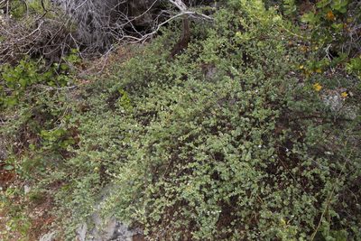 Cliffortia obcordata, photographed by Tony Rebelo