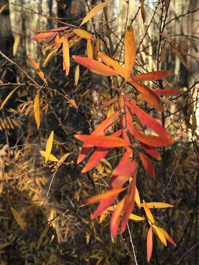 Spiraea thunbergii, photographed by Becky Dill
