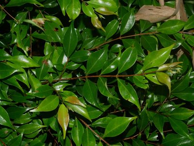 Decaspermum gracilentum, photographed by Jacy Chen