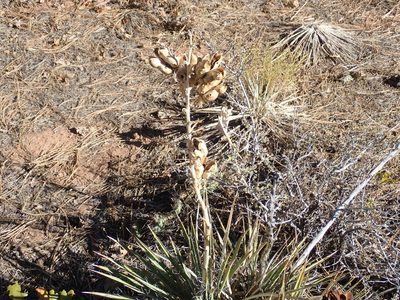 Yucca harrimaniae, photographed by John Brew