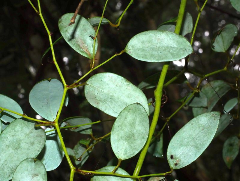 Smilax corbularia, photographed by Jacy Chen