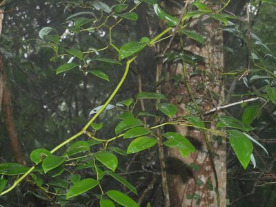 Smilax corbularia, photographed by Jacy Chen