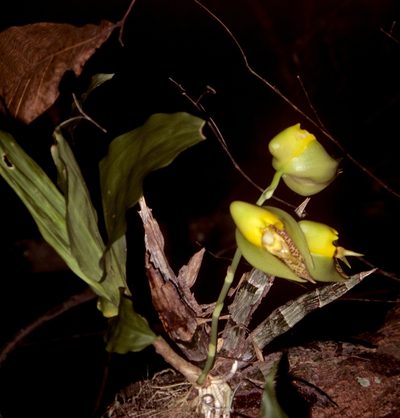 Catasetum macrocarpum, photographed by desertnaturalist
