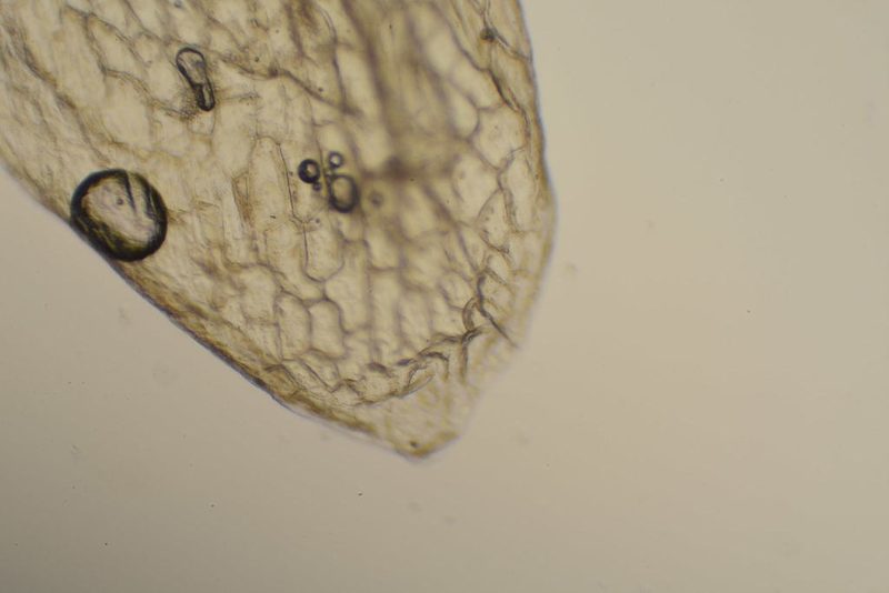 Cuscuta polygonorum, photographed by Étienne Léveillé-Bourret