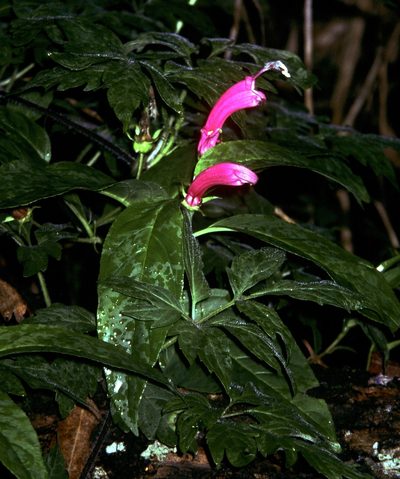 Centropogon cornutus, photographed by desertnaturalist