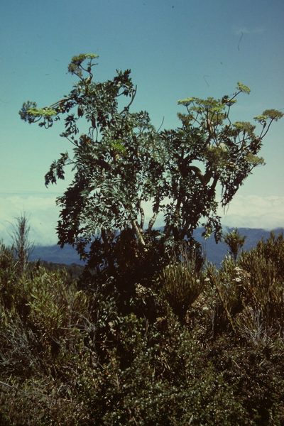 Myrrhidendron donnellsmithii, photographed by Martin Scheuch