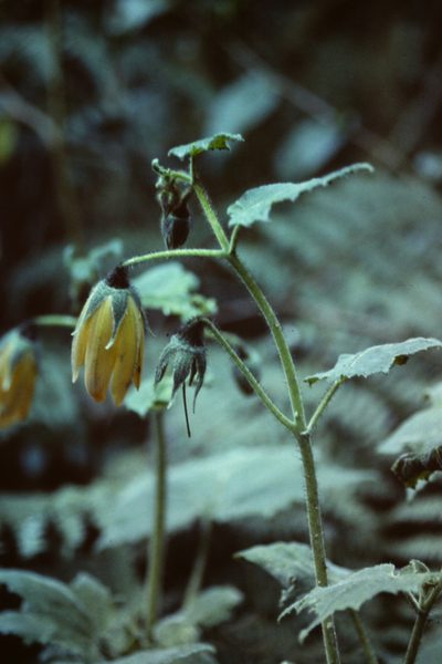 Nasa speciosa, photographed by Martin Scheuch