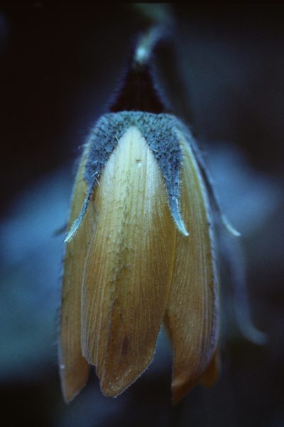 Nasa speciosa, photographed by Martin Scheuch