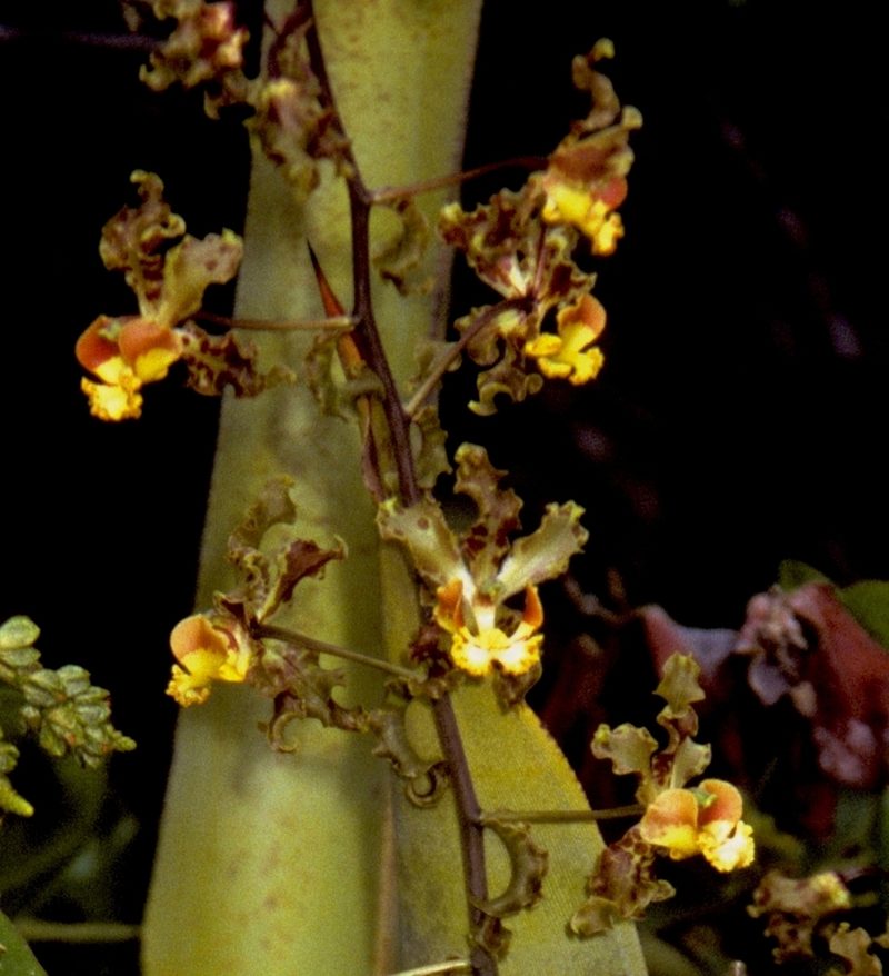 Cyrtopodium holstii, photographed by desertnaturalist