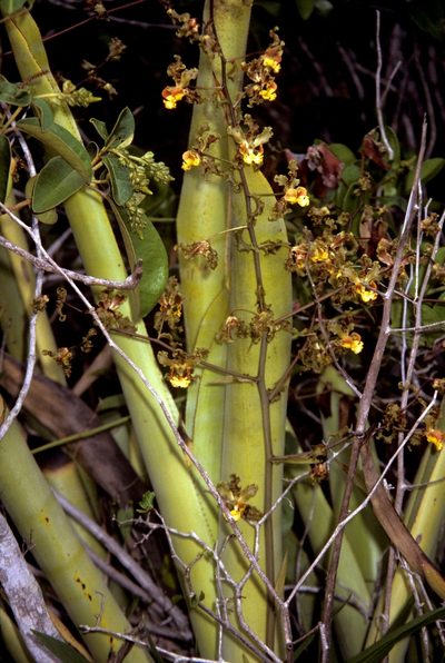 Cyrtopodium holstii, photographed by desertnaturalist
