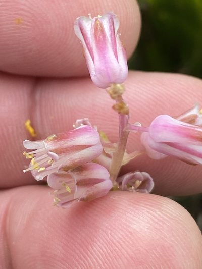 Lachenalia youngii, photographed by Dave U