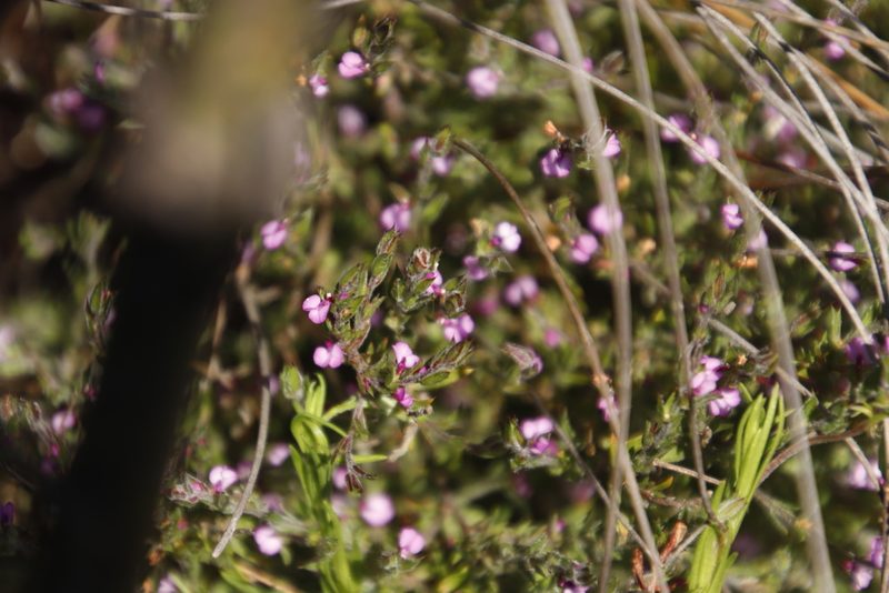 Muraltia stipulacea, photographed by Tony Rebelo