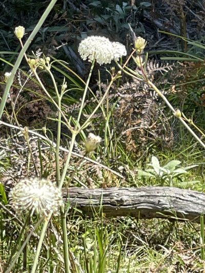 Trachymene composita, photographed by libby hepburn