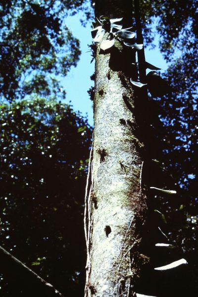 Theobroma simiarum, photographed by Martin Scheuch