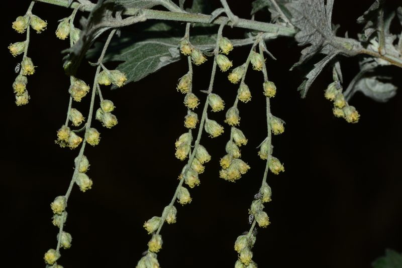 Artemisia nilagirica, photographed by S.MORE
