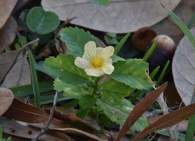 Sida ulmifolia, photographed by Mike Ostrowski