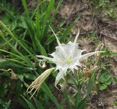 Pancratium trianthum, photographed by Lucy Keith-Diagne