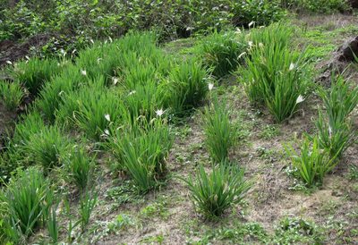 Pancratium trianthum, photographed by Lucy Keith-Diagne