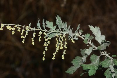 Artemisia nilagirica, photographed by S.MORE
