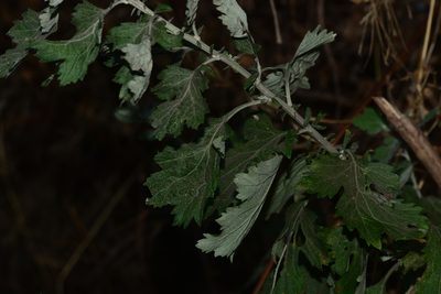 Artemisia nilagirica, photographed by S.MORE