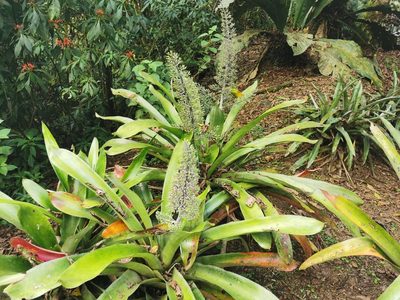 Aechmea mexicana, photographed by Elías Torres Arroyo