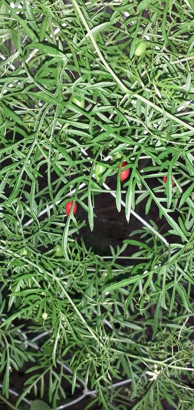 Abobra tenuifolia, photographed by Pablo H Capovilla