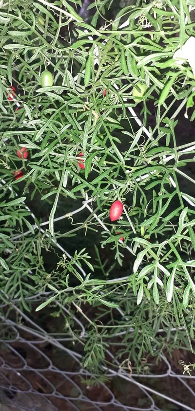 Abobra tenuifolia, photographed by Pablo H Capovilla