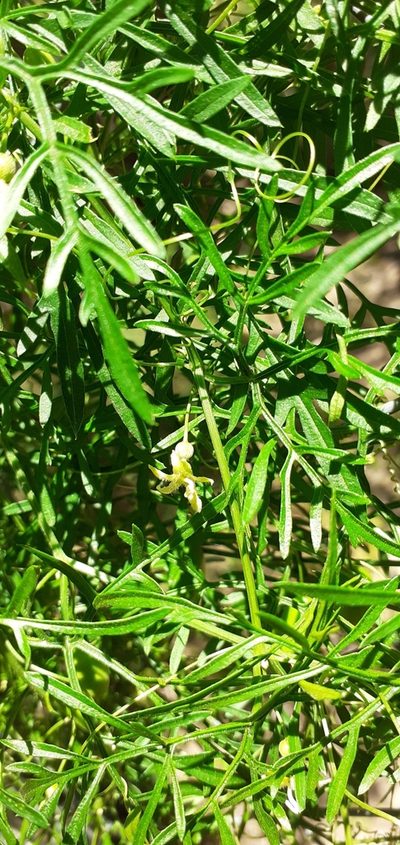Abobra tenuifolia, photographed by Pablo H Capovilla