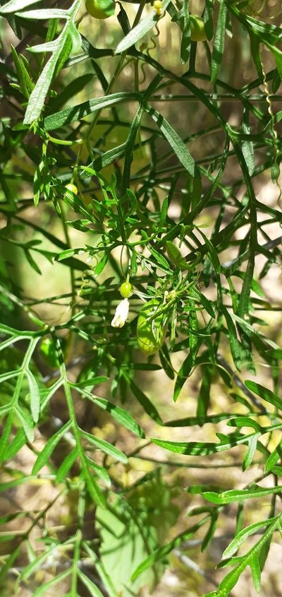Abobra tenuifolia, photographed by Pablo H Capovilla