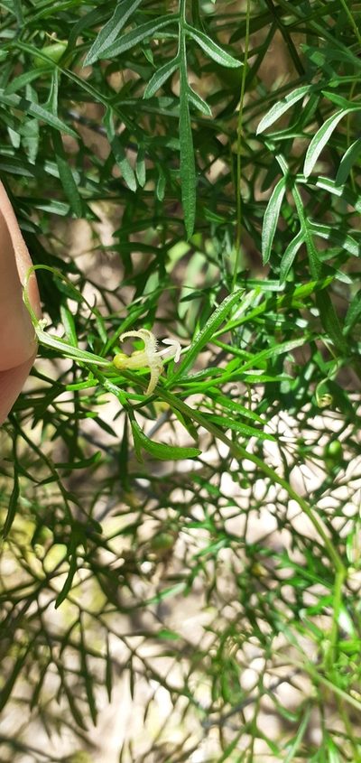 Abobra tenuifolia, photographed by Pablo H Capovilla