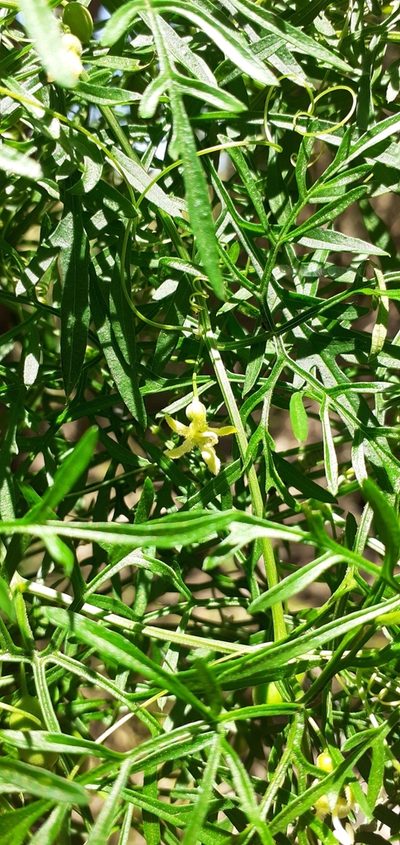 Abobra tenuifolia, photographed by Pablo H Capovilla