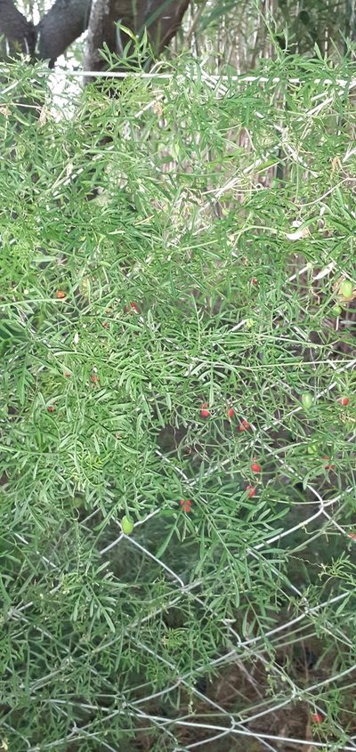 Abobra tenuifolia, photographed by Pablo H Capovilla