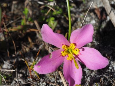 Sabatia grandiflora, photographed by Clay Gibbons