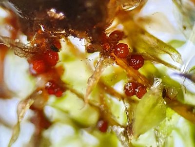 Rosulabryum rubens, photographed by Jonathan Hughes