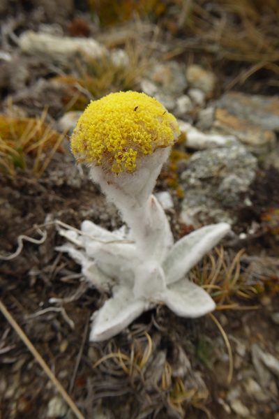 Craspedia incana, photographed by Cara-Lisa Schloots