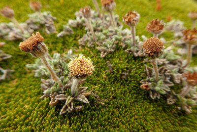 Leptinella albida, photographed by Cara-Lisa Schloots