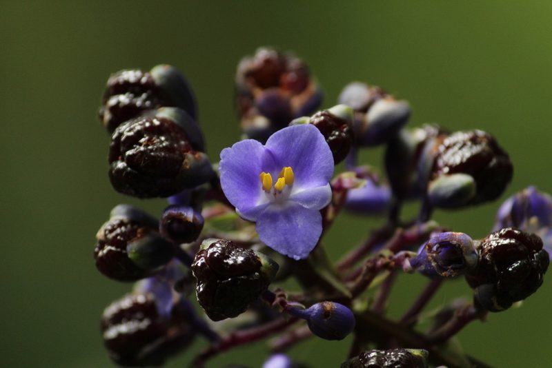 Dichorisandra paranaensis, photographed by Carlos Henrique Russi
